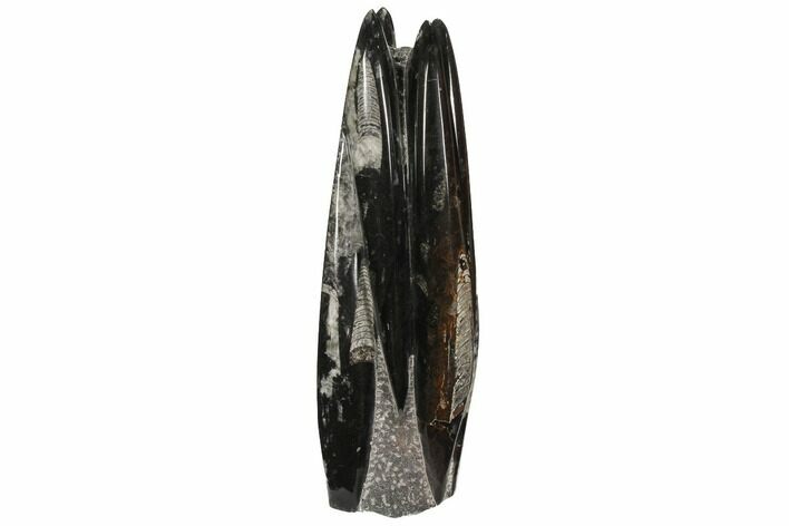 Bargain, Tall Tower Of Polished Orthoceras (Cephalopod) Fossils #110312